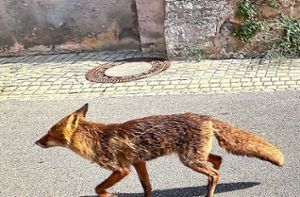 Ein Passant hat in der Neckarstraße in Horb einen Fuchs an ihm vorbeilaufen sehen – und sofort die Kamera aus der Tasche gezückt. Foto: Dreher