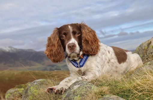 Große Auszeichnung für Therapiehund Max Foto: dpa/Stuart Holmes