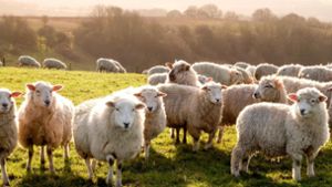 Drei Schafe auf einer Koppel verendet