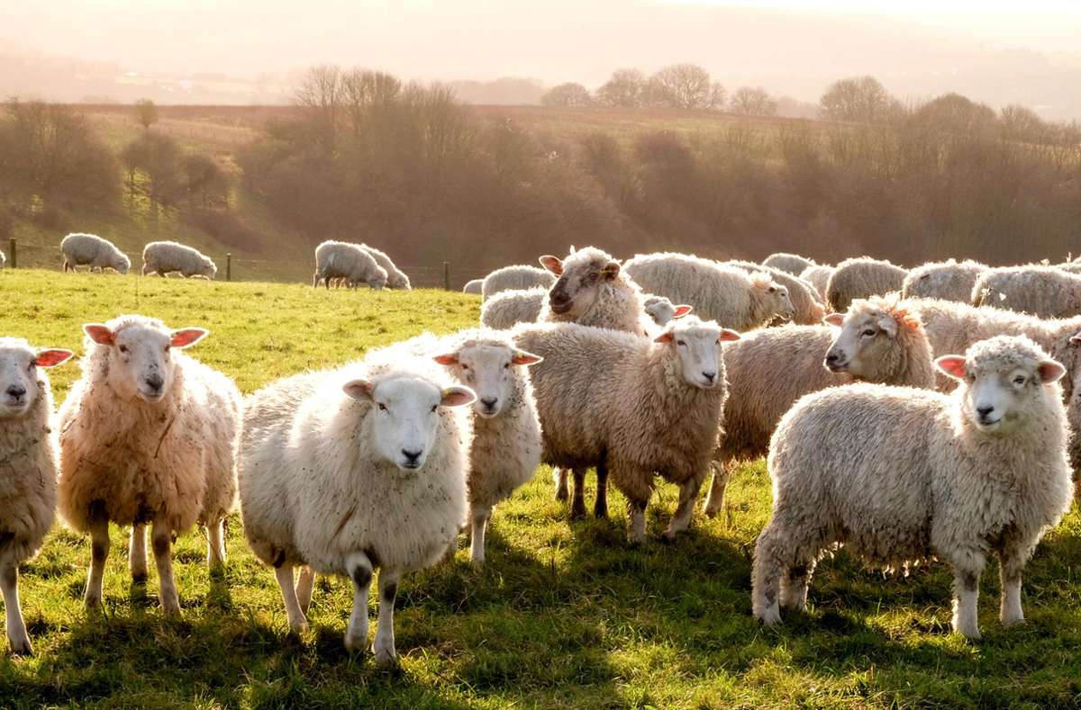 In einer Schafherde im Bereich des Schömberger Stausees sind drei Tiere verendet. Die Behörden ermitteln.