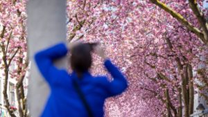 Eine Touristin fotografiert blühende Kirschblütenbäume in Bonn. Prognosen zufolge könnten die Blüte in diesem Jahr um Ostern herum beginnen. Foto: Thomas Banneyer/dpa