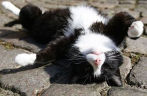 Hauskatzen können ihren Namen grundsätzlich aus anderen Wörtern heraushören. Das schreiben japanische Forscher im Fachmagazin „Scientific Reports“. Foto: dpa