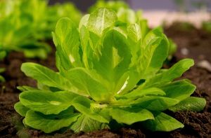 Wer Salat jetzt aussäht, kann früh ernten. In unserer Bildergalerie erfahren Sie, was im februar im Garten zu tun ist. Foto: dpa