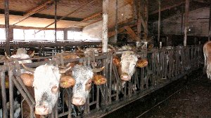 Landwirt wegen Tierquälerei verurteilt