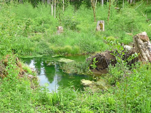 Urwüchsig: Kleinere Bäume, Sträucher, Gräser und  Baumstümpfe rund um einen kleinen Teich prägen das Biotop.  Fotos: Hauser Foto: Schwarzwälder Bote