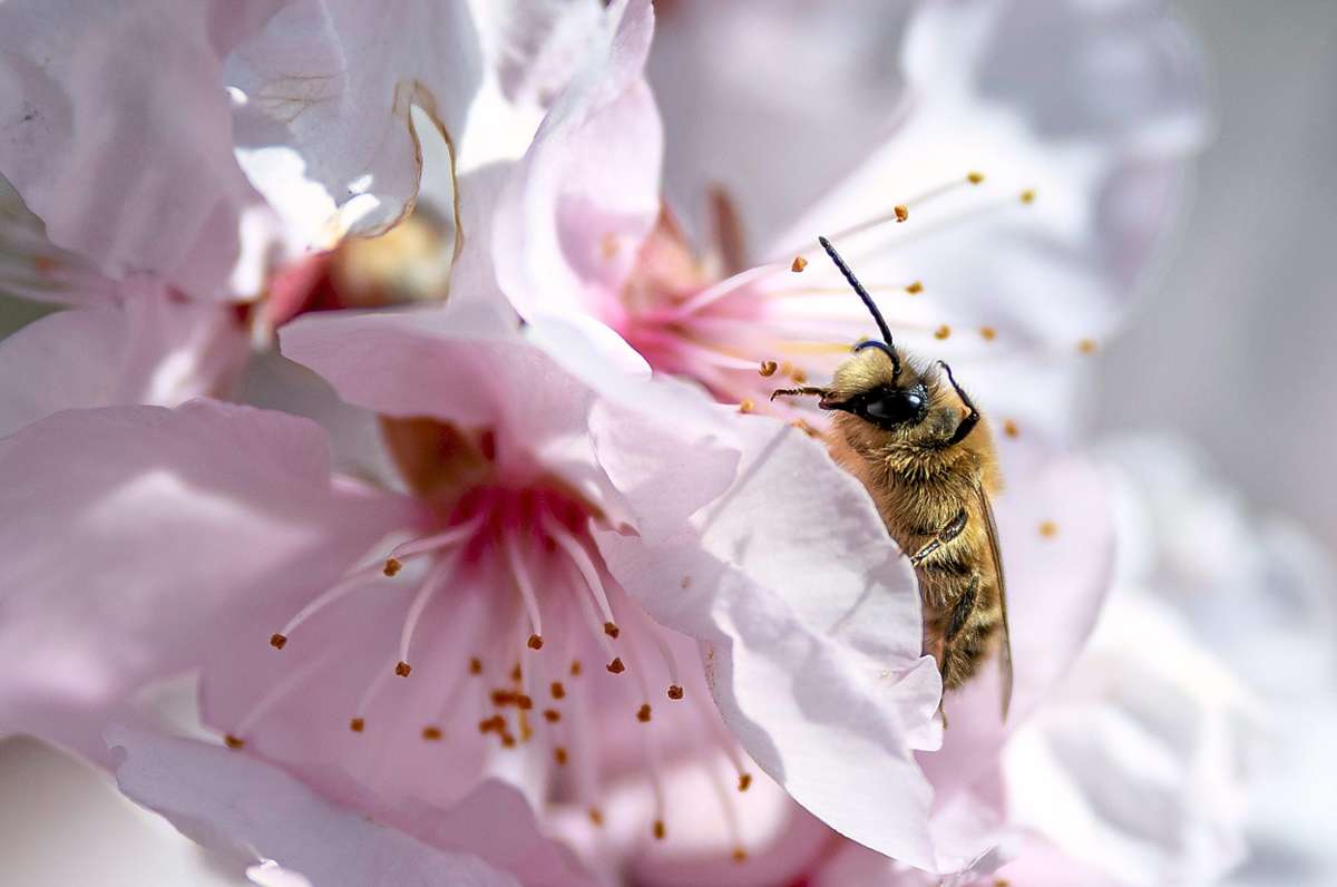 Eine Biene sitzt in Oberrotweil auf der Blüte eines Mandelbaums.