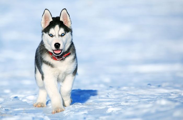Zwölf tote Huskies: Schlittenhunde in Dobel offenbar vergiftet