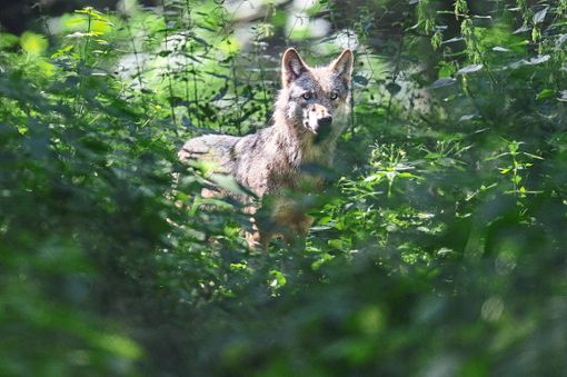 Wölfe sind bereits seit einiger Zeit zurück in der Region. War er nun in Nordrach auf Beutezug? (Symbolfoto) Foto: Roessler/dpa