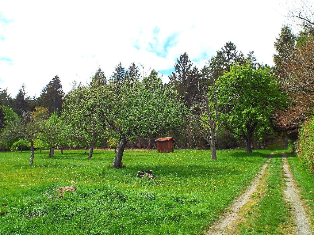 Am Rand des Schopflenwalds soll der neue Geislinger Wald- und Naturkindergarten gebaut werden.  Foto: Schnurr