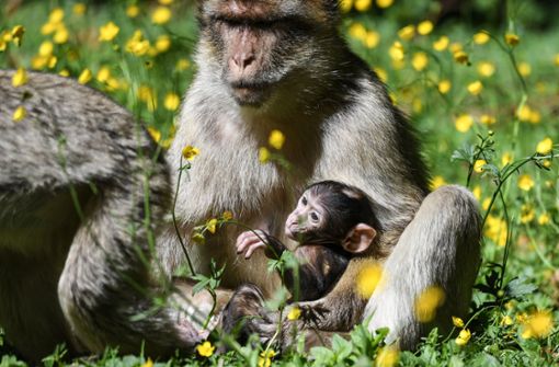 Der Nachwuchs am Affenberg Salem wird noch gut von den Eltern behütet. Foto: dpa/Felix Kästle