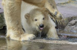 Beschützt von Mamas Tatzen macht Eisbär-Mädchen Charlotte seine ersten Schritte. Foto: dpa