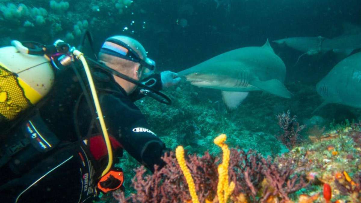 Hai-Attacken in Hurghada: Hai-Experte aus Rottweil: Nicht wegschwimmen!