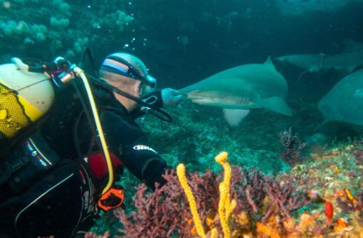 Regelmäßig geht Andreas Wilkens aus Rottweil zum Haitauchen und kennt sich mit den Tieren bestens aus. Foto: Wilkens