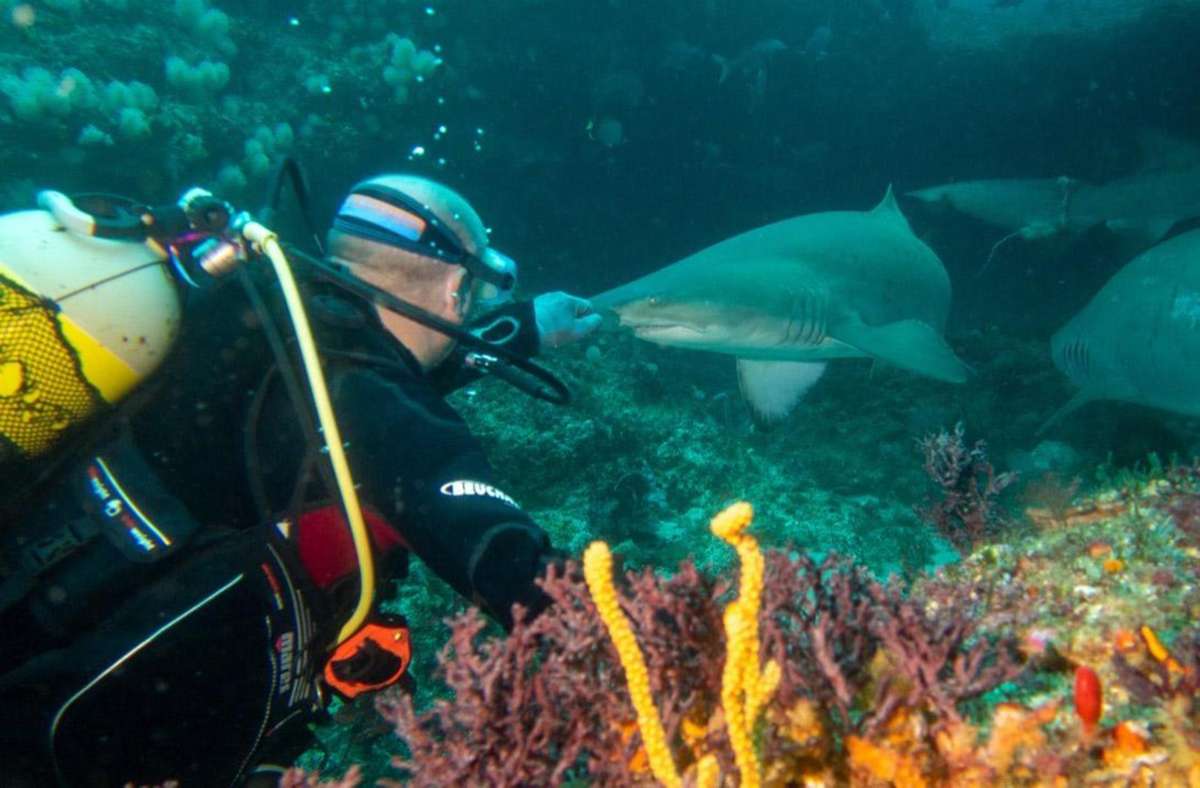 Regelmäßig geht Andreas Wilkens aus Rottweil zum Haitauchen und kennt sich mit den Tieren bestens aus. Foto: Wilkens