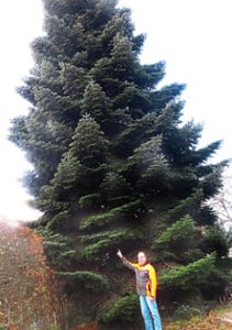 Der Baum am Forstamt der Stadt  ist  unverkäuflich – aber die Weihnachtsbäume der Serviceclubs sind mindestens so schön, meint einer der Organisatoren der Aktion, Tobias Kühn. Foto: Rotarier Foto: Schwarzwälder Bote