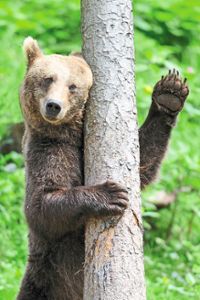 Bären-Begegnungen in freier Natur sind selten. Passiert’s, sollte man ruhig bleiben. Foto: Bärenpark Foto: Schwarzwälder Bote