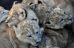 Was Löwenbabys mit der Autobahn zu tun haben? Die Kleinen wurden im Serengetipark Hodenhagen geboren ...  Foto: dpa