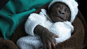 So süß schaut das Gorilla-Baby Tano aus