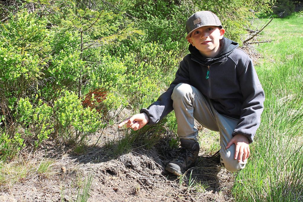 Der elfjährige Joshua Link hat die Losung eines Auerhuhns entdeckt. Diese wird zur DNA-Analyse geschickt.Foto: Bächle