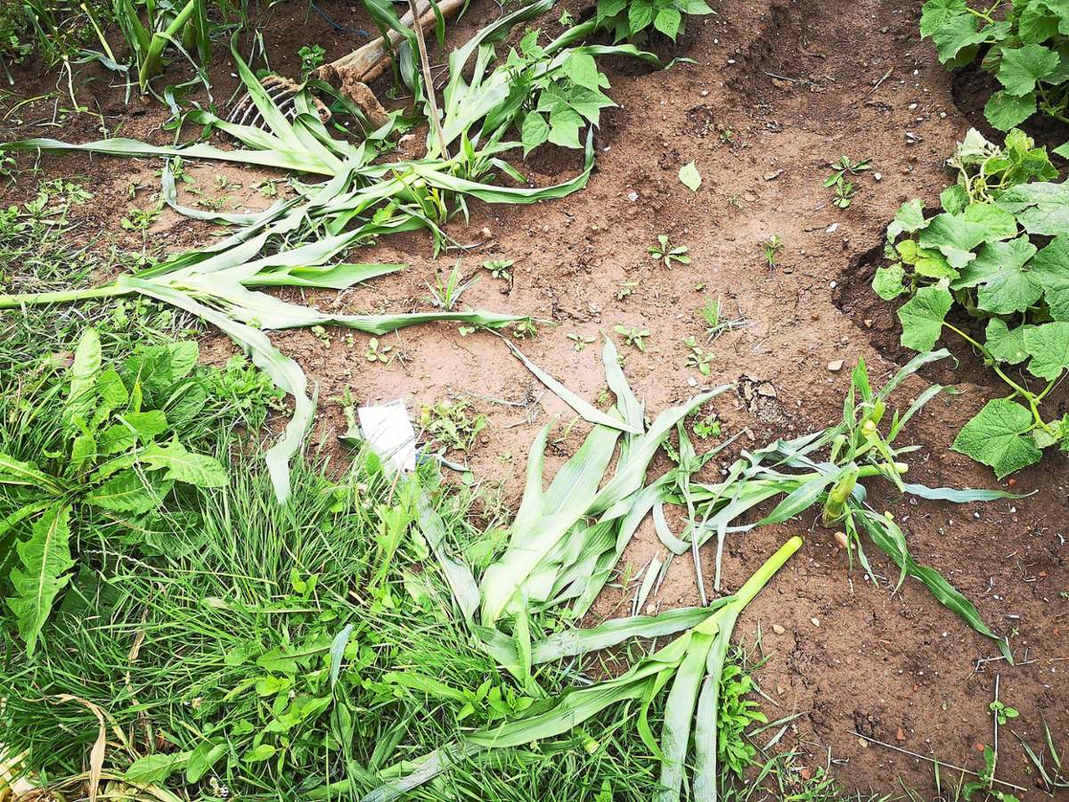 Das Gemüsebeet eines Eutingers wurde von einem Unbekannten absichtlich beschädigt. Foto: Feinler