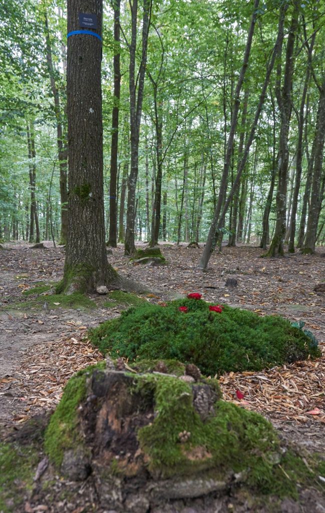 Vorne ein vermooster Baumstumpf, dahinter der letzte Moos-Grabschmuck der Familie von Hacht, den der Bauhof am Montag entfernt hat. Foto: Lück