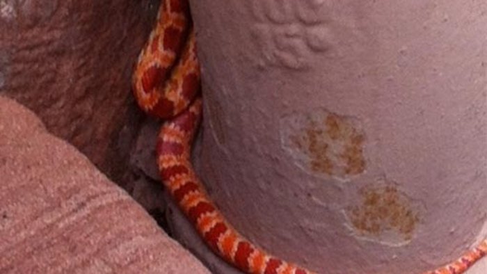 Passantin entdeckt getigerte Schlange
