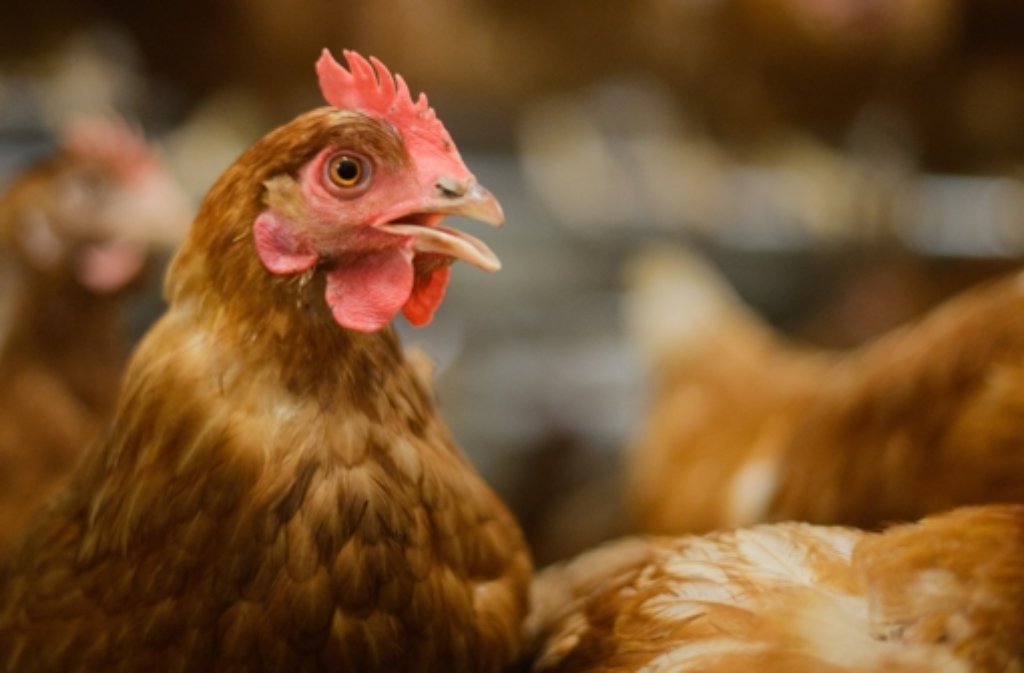 In dem Gehege in Erzingen können sich sich mehrere hundert Hühner frei bewegen. (Symbolfoto) Foto: dpa