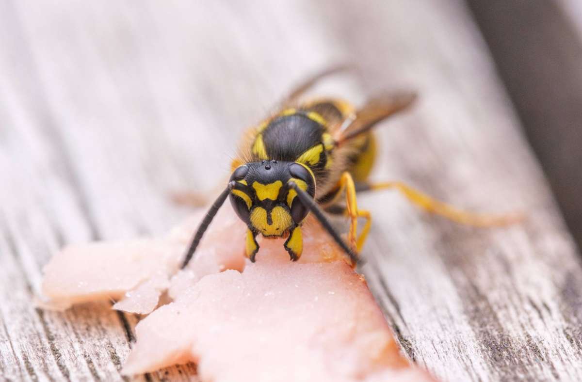 Die Arbeiterinnen haben die kürzeste Lebenserwartung aller Wespen. Foto: Imago
