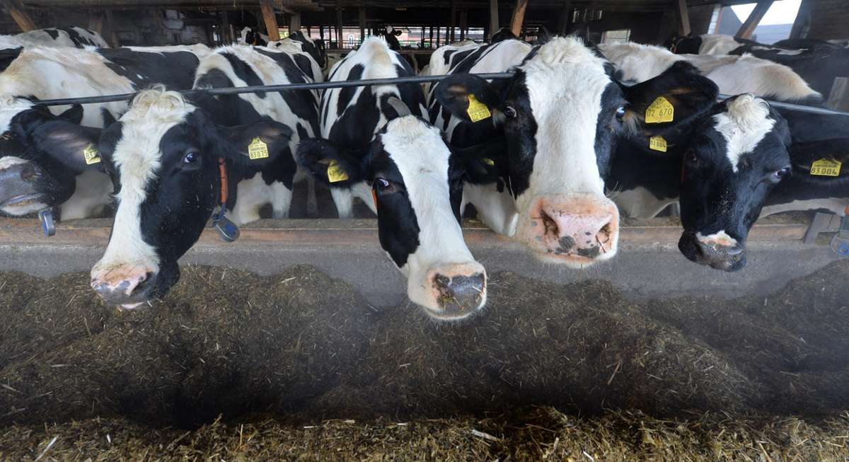 Kühe auf dem Klo?: Wissenschaftler wollen stubenreine Rinder