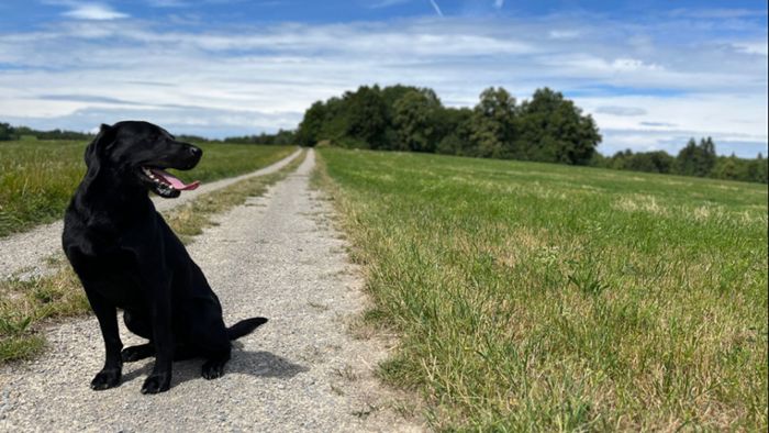 Wo dürfen Hunde ohne Leine frei laufen?