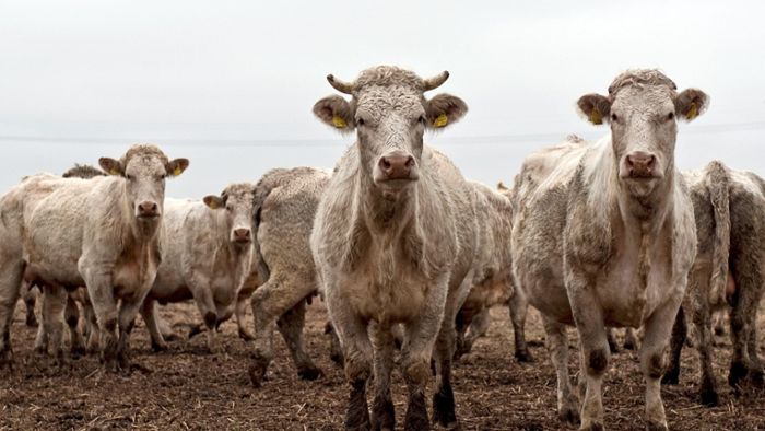 Rinder büxen aus und laufen auf Bahngleise - Suche mit Drohne