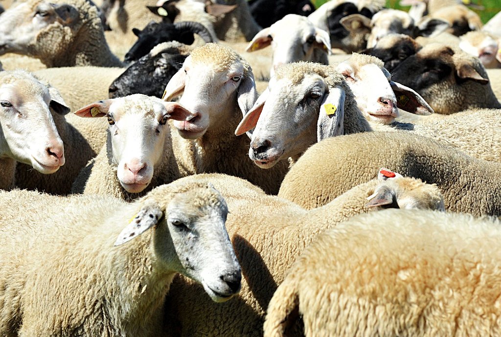 Die Schafe freut es, den Besitzer weniger. Ein Unbekannter hat in Nagold die Batterie eines elektrischen Weidezauns geklaut, woraufhin sich die Schafe davon machten. Zum Artikel