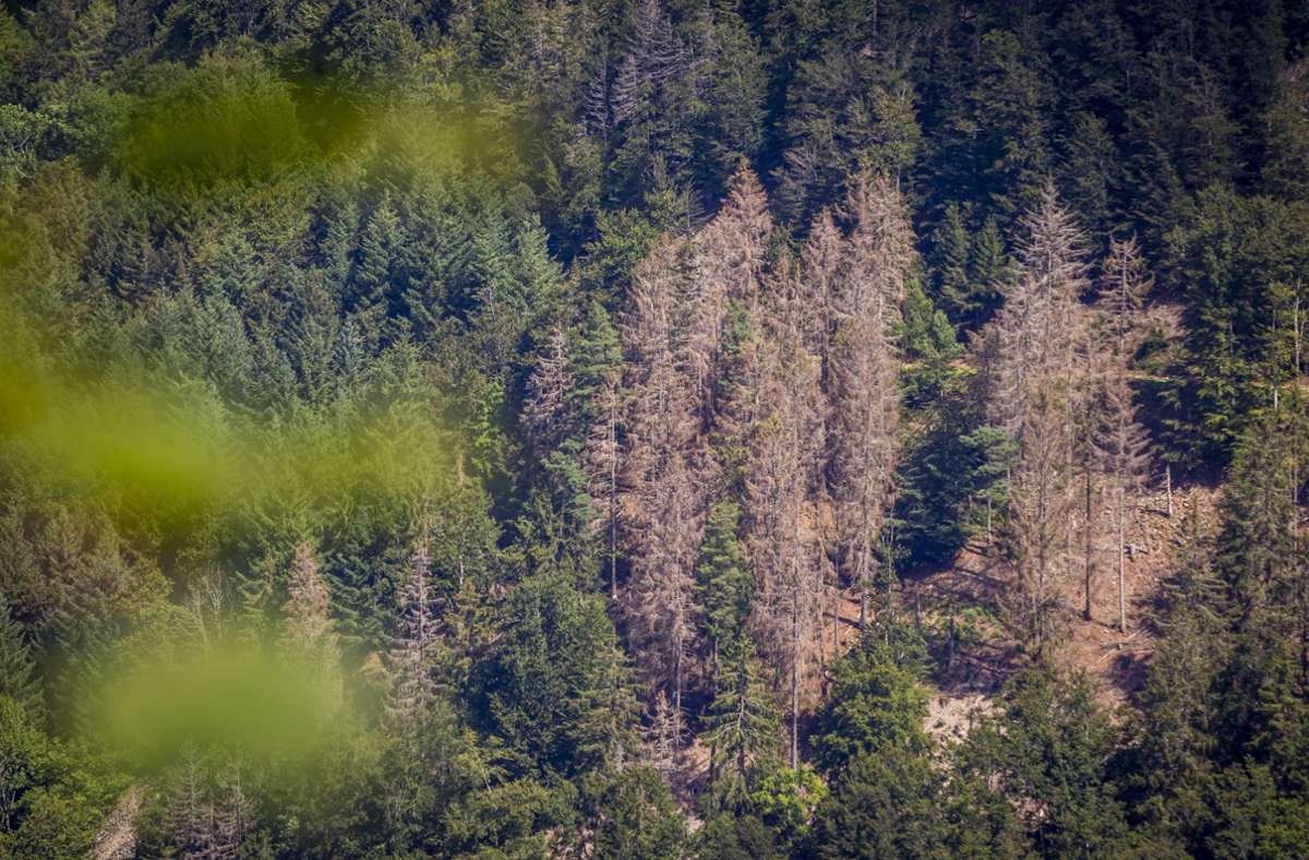 Auch die Wälder leiden massiv unter den Folgen des Klimawandels. Foto: imago images/Jannis Große