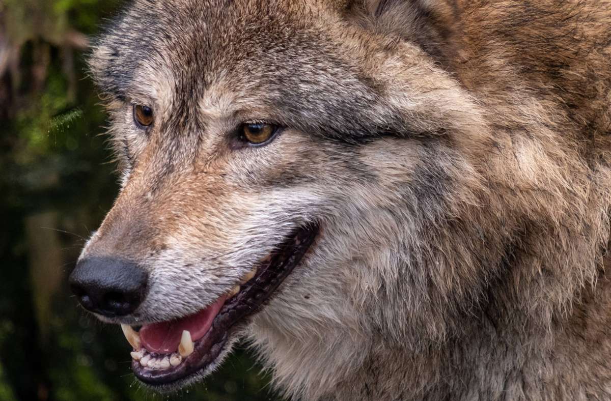 Ein Wolf hat offenbar die Kälber im Landkreis Waldshut angegriffen (Symbolfoto). Foto: imago images/agrarmotive/ via www.imago-images.de