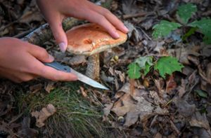 Experten erwarten eine gute Pilzsaison. Foto: imago images/Toni Lehder