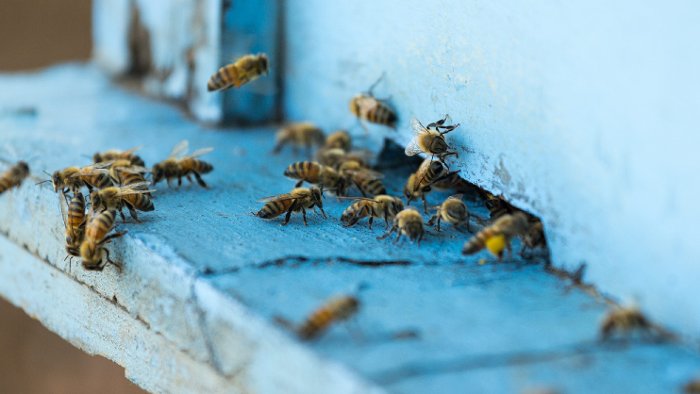 Unbekannte reißen Bienenstock um
