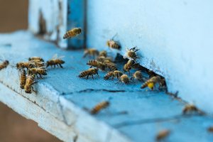 Am 24./25. Juni ist in Villingen an der B33 ein Bienenstock von Unbekannten umgestoßen und beschädigt worden. (Symbolbild) Foto: sirichai chinprayoon/ Shutterstock