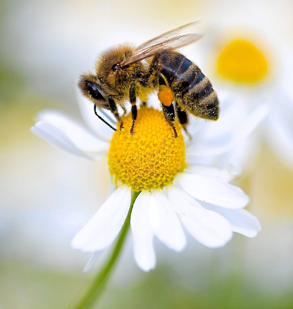 Bienen brauchen natürlich Blüten um ihren Honig produzieren zu können. Foto: Pleul