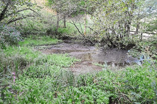 Dieser ehemalige Löschwasserteich im Schleifenbühl wurde zu einem schönen Biotop. Das Gelände gehört der Staatsforstverwaltung.  Foto: Ziechaus Foto: Schwarzwälder-Bote
