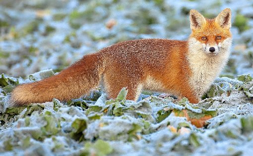 Für den Jäger ist der Fuchs wegen seines Fells eines der schönsten Tiere im Wald. Der Rotkittel kann aber auch Krankheiten übertragen, wenn er ins Dorf kommt.  Foto: Archiv Foto: Schwarzwälder-Bote