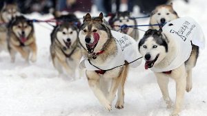Iditarod - das härteste Rennen der Welt