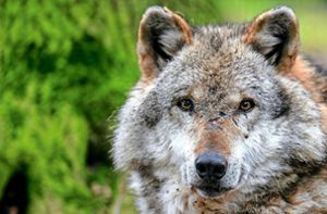 Ob ein Wolf das Schaf in Neubulach gerissen hat, wird derzeit untersucht. Foto: Sina Schuldt/dpa