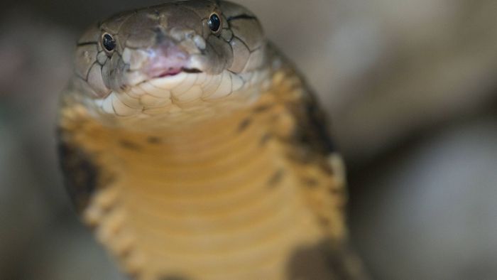 Junge beißt laut Medienbericht giftige Kobra tot