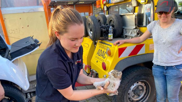 Baby-Katze von Offenburger Feuerwehr aus Motorraum befreit