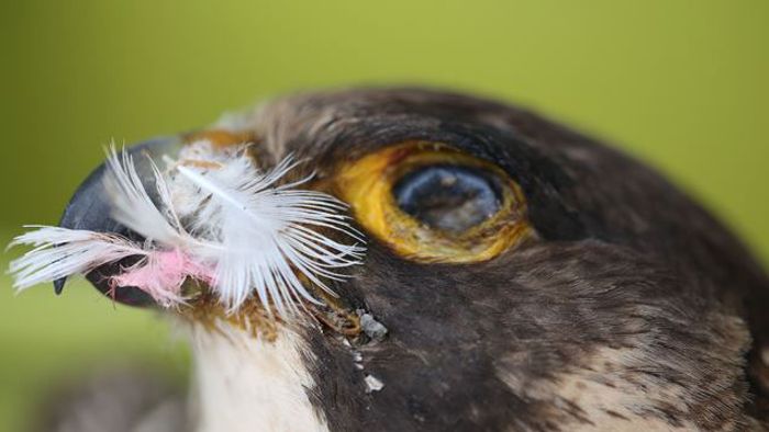 Vogel vergiftet: Polizei warnt Spaziergänger