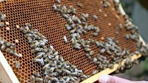 Wie wilde Bienen zu Nutztieren wurden