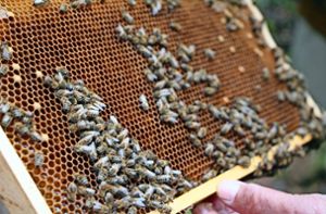 Vieles hat sich in den vergangenen Jahrhunderten in der Imkerei geändert – im Kern ist es aber noch die gleiche Arbeit mit den Bienen. Foto: Springmann