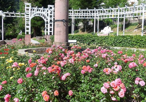Die Rosen blühen im Rosarium des  Kurparks.Foto: Bechtle Foto: Schwarzwälder Bote