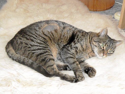 Die sechsjährige Katzendame Kira wurde von zwei Diabolo-Geschossen getroffen. Sie überlebte, weil der Schütze das Herz verfehlte. Möglicherweise muss Kira operiert werden   Foto: Zeger