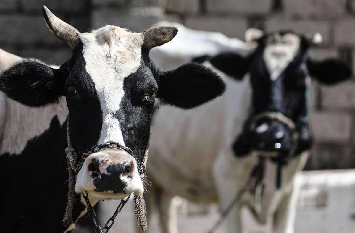 Verkehrsbehinderung in Albstadt: Kühe legen Verkehr zwischen Meßstetten und Lautlingen lahm